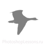 Кисти в виде силуэтов птиц для Фотошопа - кисть 11
