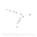 Кисти в виде силуэтов птиц для Фотошопа - кисть 24