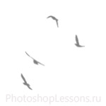 Кисти в виде силуэтов птиц для Фотошопа - кисть 26
