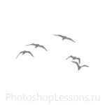 Кисти в виде силуэтов птиц для Фотошопа - кисть 40