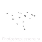 Кисти в виде силуэтов птиц для Фотошопа - кисть 41