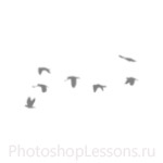 Кисти в виде силуэтов птиц для Фотошопа - кисть 43
