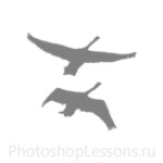Кисти в виде силуэтов птиц для Фотошопа - кисть 49
