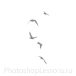 Кисти в виде силуэтов птиц для Фотошопа - кисть 8