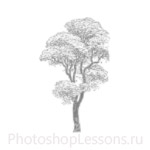 Кисти: силуэты деревьев для Фотошопа - кисть 13