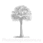 Кисти: силуэты деревьев для Фотошопа - кисть 19