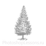 Кисти: силуэты деревьев для Фотошопа - кисть 30